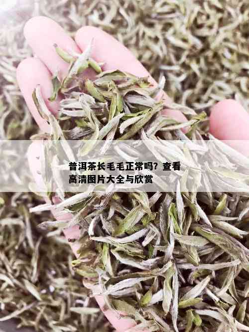 普洱茶长毛毛正常吗？查看高清图片大全与欣赏