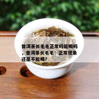 普洱茶长毛毛正常吗能喝吗，普洱茶长毛毛：正常现象还是不能喝？