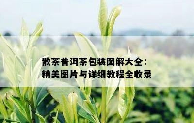 散茶普洱茶包装图解大全：精美图片与详细教程全收录