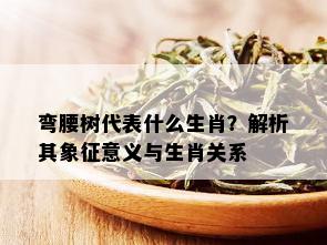 弯腰树代表什么生肖？解析其象征意义与生肖关系