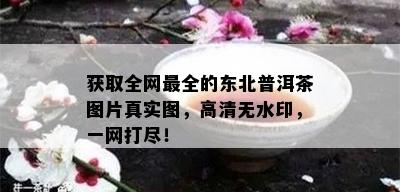 获取全网最全的东北普洱茶图片真实图，高清无水印，一网打尽！