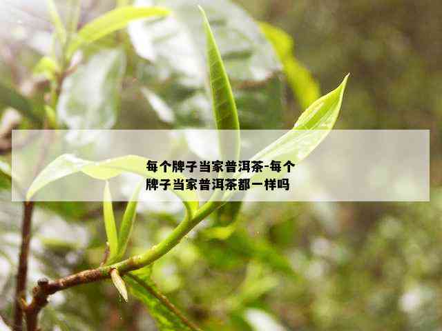 每个牌子当家普洱茶-每个牌子当家普洱茶都一样吗