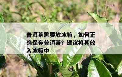 普洱茶需要放冰箱，如何正确保存普洱茶？建议将其放入冰箱中