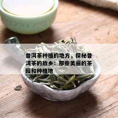 普洱茶种植的地方，探秘普洱茶的故乡：那些美丽的茶园和种植地