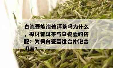 白瓷壶能泡普洱茶吗为什么，探讨普洱茶与白瓷壶的搭配：为何白瓷壶适合冲泡普洱茶？