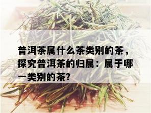 普洱茶属什么茶类别的茶，探究普洱茶的归属：属于哪一类别的茶？