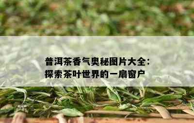 普洱茶香气奥秘图片大全：探索茶叶世界的一扇窗户