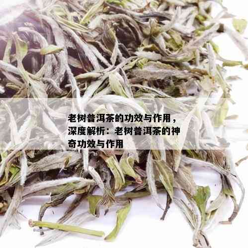 老树普洱茶的功效与作用，深度解析：老树普洱茶的神奇功效与作用