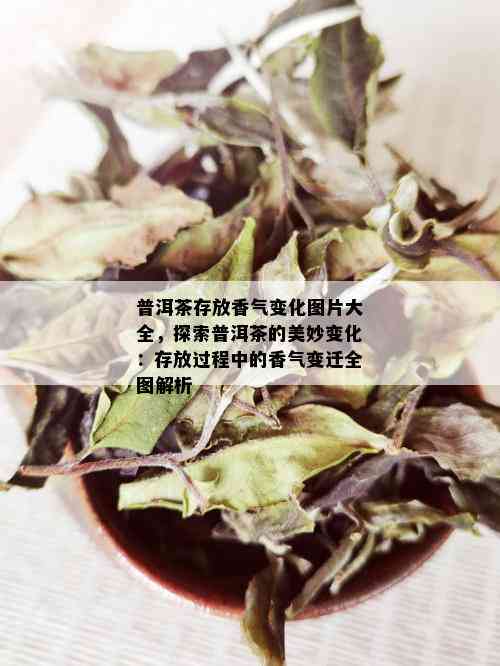 普洱茶存放香气变化图片大全，探索普洱茶的美妙变化：存放过程中的香气变迁全图解析