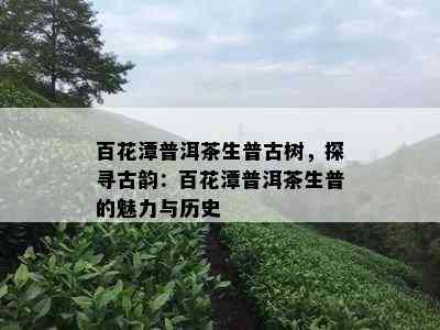 百花潭普洱茶生普古树，探寻古韵：百花潭普洱茶生普的魅力与历史