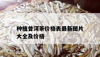 种植普洱茶价格表最新图片大全及价格