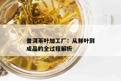 普洱茶叶加工厂：从鲜叶到成品的全过程解析