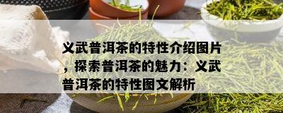 义武普洱茶的特性介绍图片，探索普洱茶的魅力：义武普洱茶的特性图文解析