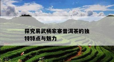 探究易武杨家寨普洱茶的独特特点与魅力