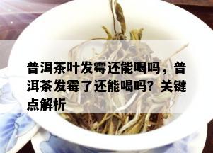 普洱茶叶发霉还能喝吗，普洱茶发霉了还能喝吗？关键点解析