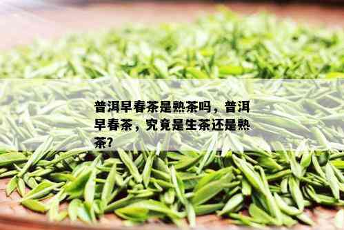 普洱早春茶是熟茶吗，普洱早春茶，究竟是生茶还是熟茶？