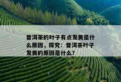 普洱茶的叶子有点发黄是什么原因，探究：普洱茶叶子发黄的原因是什么？