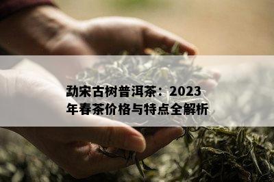 勐宋古树普洱茶：2023年春茶价格与特点全解析