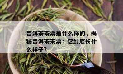 普洱茶茶票是什么样的，揭秘普洱茶茶票：它到底长什么样子？