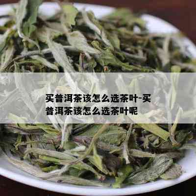 买普洱茶该怎么选茶叶-买普洱茶该怎么选茶叶呢