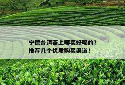 宁德普洱茶上哪买好喝的？推荐几个优质购买渠道！