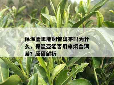 保温壶里能焖普洱茶吗为什么，保温壶能否用来焖普洱茶？原因解析