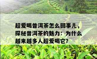 超爱喝普洱茶怎么回事儿，探秘普洱茶的魅力：为什么越来越多人超爱喝它？