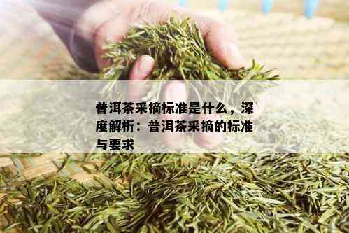 普洱茶采摘标准是什么，深度解析：普洱茶采摘的标准与要求