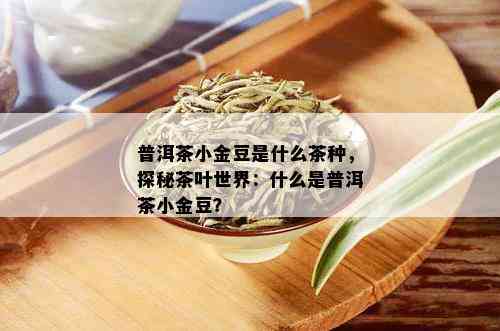 普洱茶小金豆是什么茶种，探秘茶叶世界：什么是普洱茶小金豆？