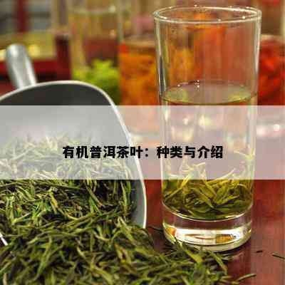 有机普洱茶叶：种类与介绍