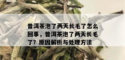 普洱茶泡了两天长毛了怎么回事，普洱茶泡了两天长毛了？原因解析与处理方法