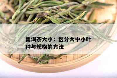 普洱茶大小：区分大中小叶种与规格的方法