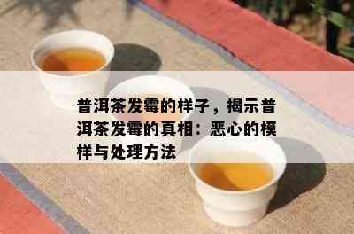 普洱茶发霉的样子，揭示普洱茶发霉的真相：恶心的模样与处理方法