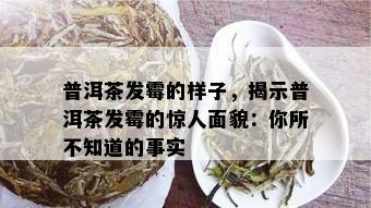 普洱茶发霉的样子，揭示普洱茶发霉的惊人面貌：你所不知道的事实