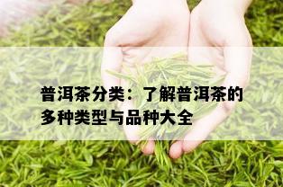 普洱茶分类：了解普洱茶的多种类型与品种大全