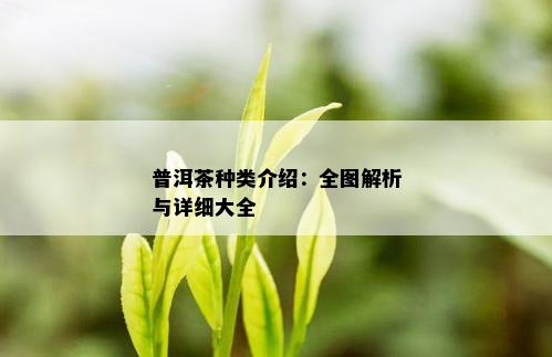 普洱茶种类介绍：全图解析与详细大全