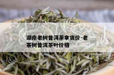 湖南老树普洱茶拿货价-老茶树普洱茶叶价格