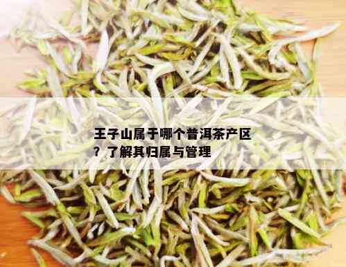 王子山属于哪个普洱茶产区？了解其归属与管理