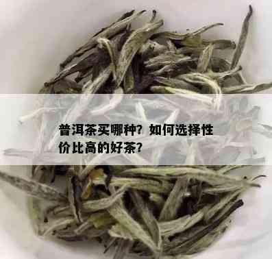 普洱茶买哪种？如何选择性价比高的好茶？