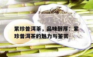 紫珍普洱茶，品味醇厚：紫珍普洱茶的魅力与鉴赏