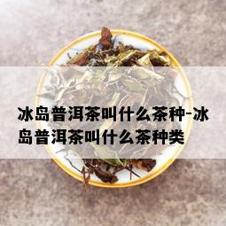 冰岛普洱茶叫什么茶种-冰岛普洱茶叫什么茶种类