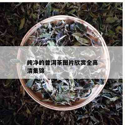 纯净的普洱茶图片欣赏全高清集锦