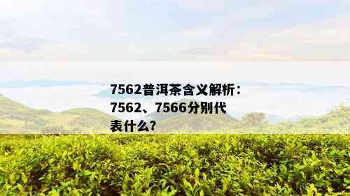 7562普洱茶含义解析：7562、7566分别代表什么？