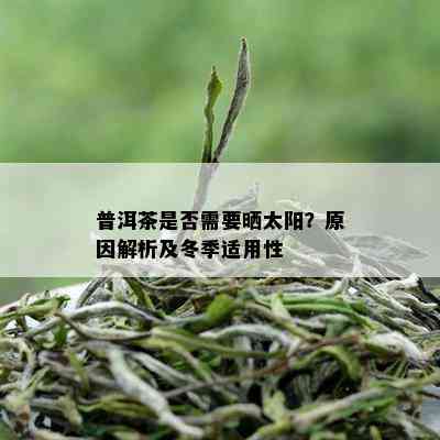 普洱茶是否需要晒太阳？原因解析及冬季适用性