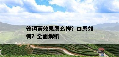 普洱茶效果怎么样？口感如何？全面解析