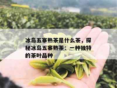 冰岛五寨熟茶是什么茶，探秘冰岛五寨熟茶：一种独特的茶叶品种