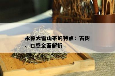 永德大雪山茶的特点：古树、口感全面解析