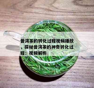 普洱茶的转化过程视频播放，探秘普洱茶的神奇转化过程：视频解析