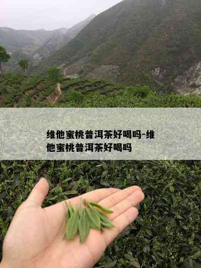 维他蜜桃普洱茶好喝吗-维他蜜桃普洱茶好喝吗