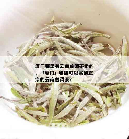 厦门哪里有云南普洱茶卖的，「厦门」哪里可以买到正宗的云南普洱茶？